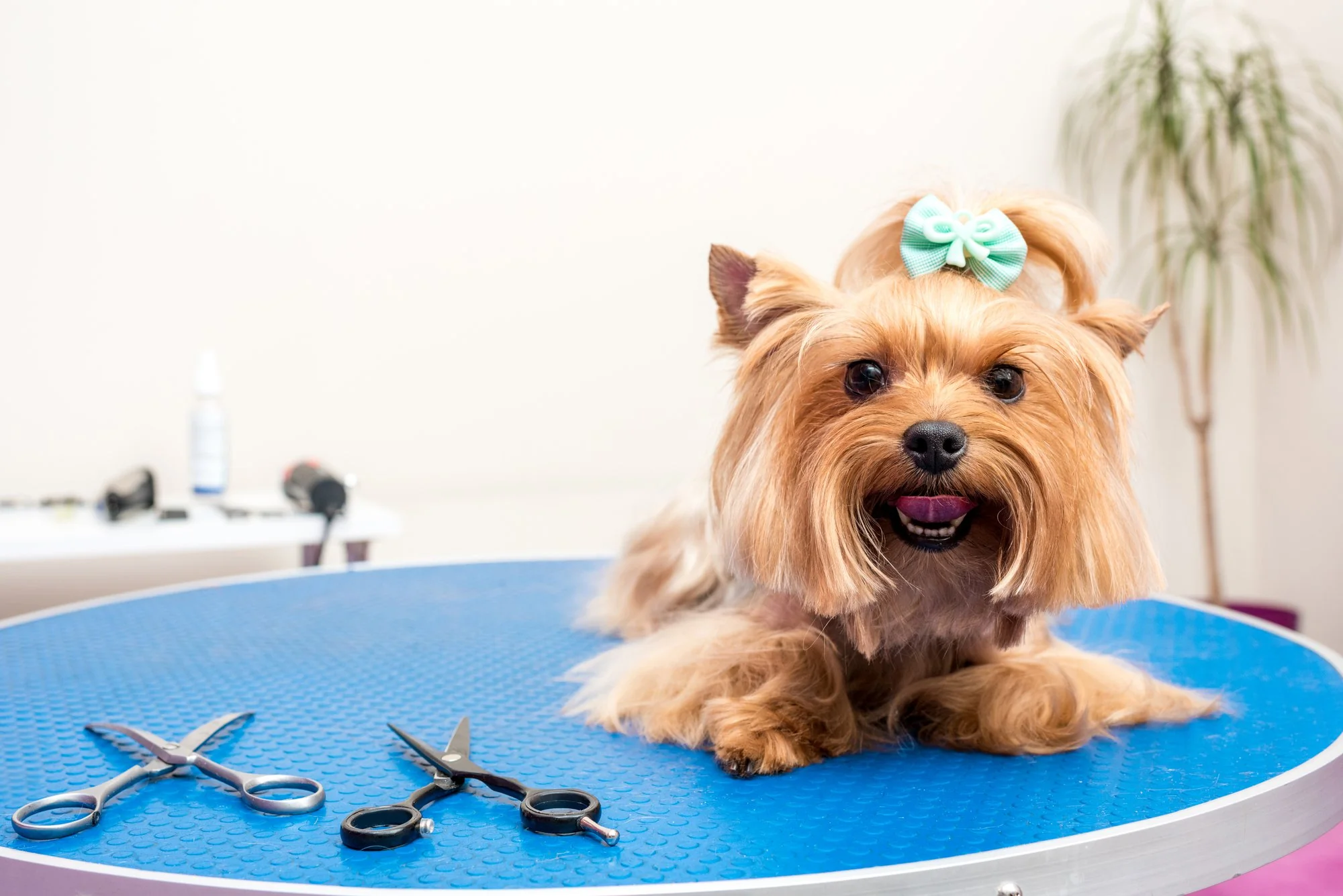 Beyond the Bath: Essential Grooming Tips for Every Pet Parent