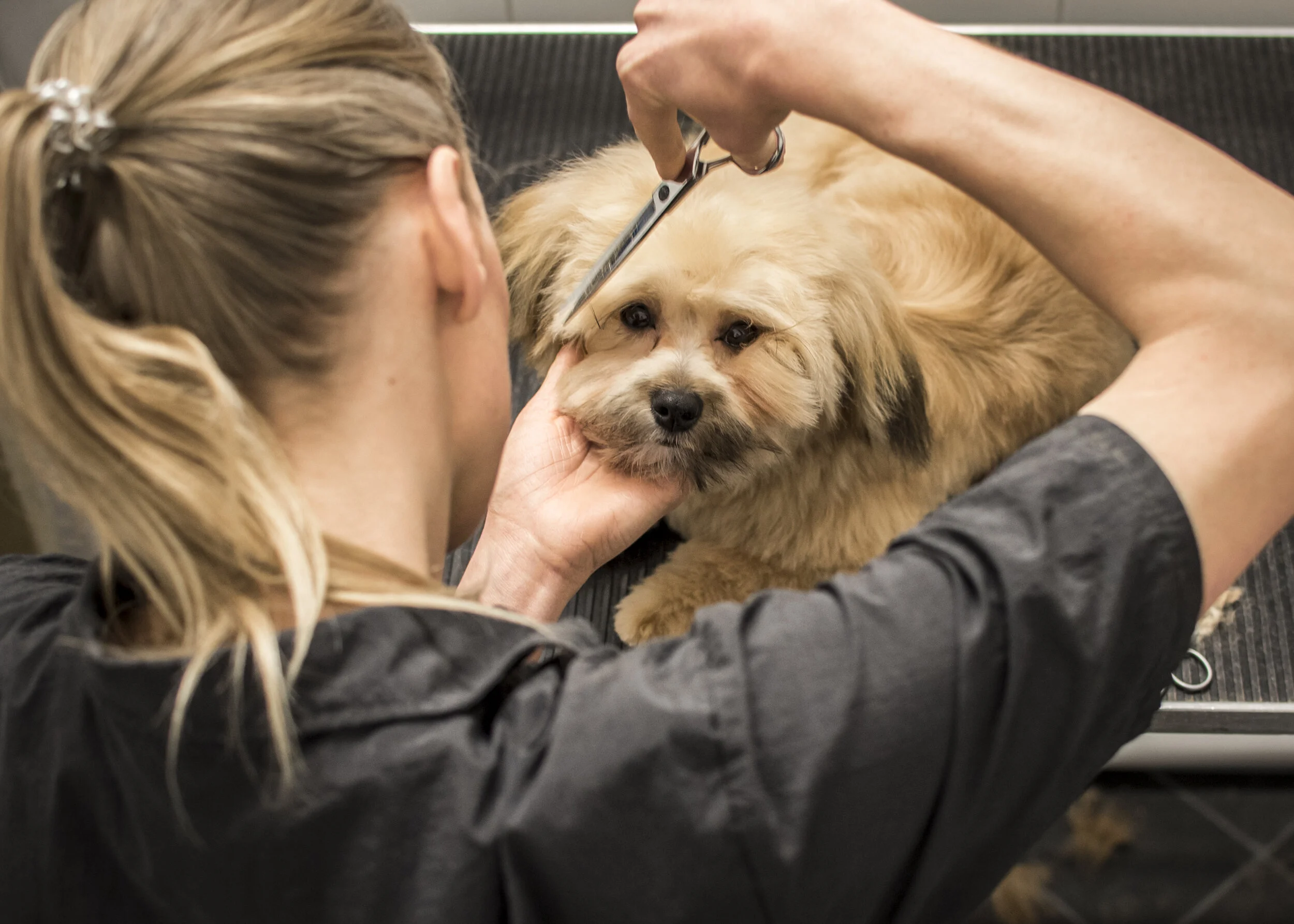 Puppy's First Gentle Groom