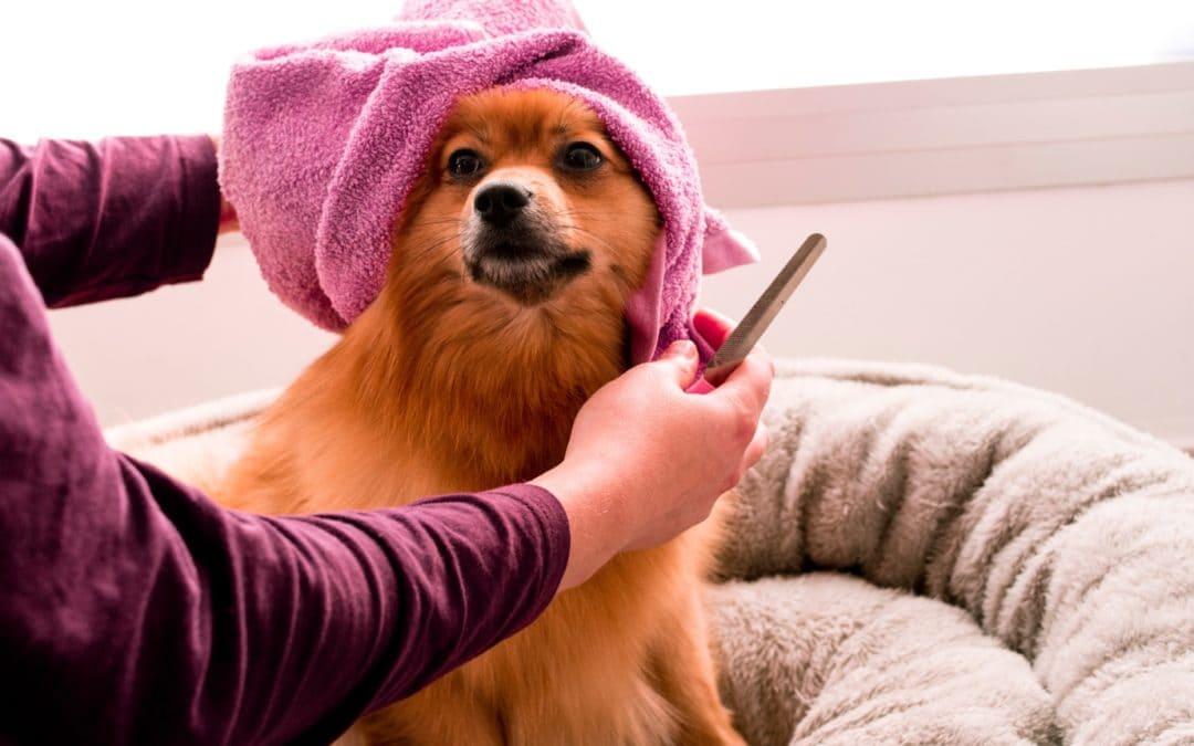 Full Pamper Dog Grooming